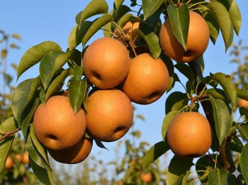Atago Asian Pear - Premium quality Fruit Trees for sale