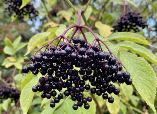 Bob Gordon - Premium quality Elderberry for sale