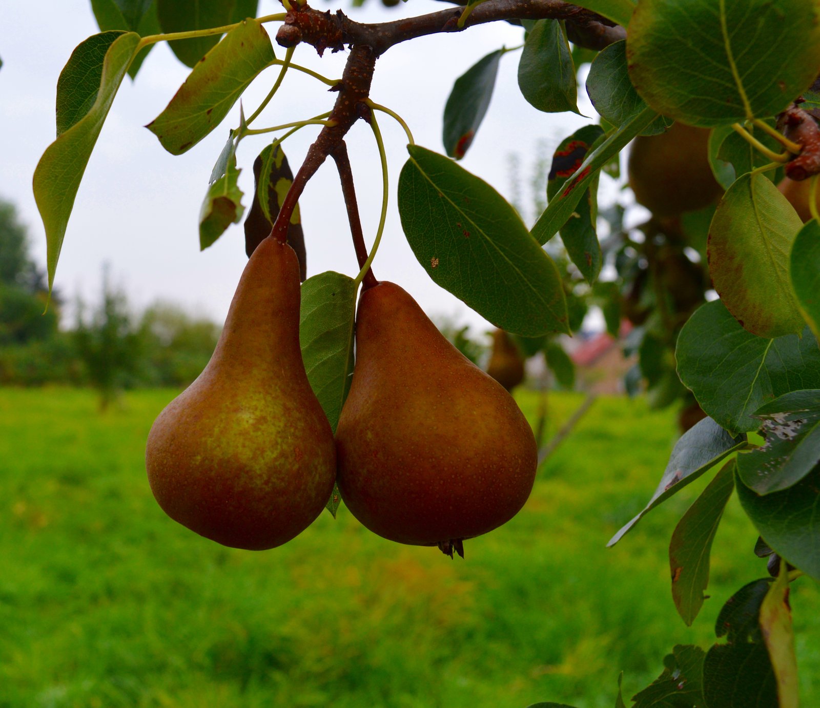 Bosc Pear - Featured Fruit Trees variety