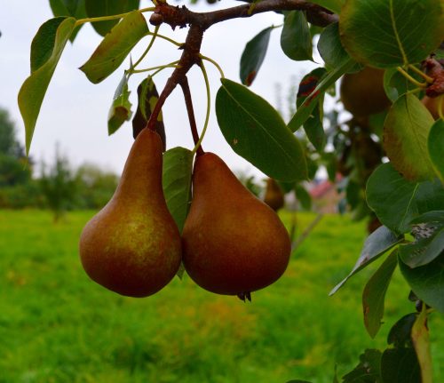 Bosc Pear - Premium quality Fruit Trees for sale
