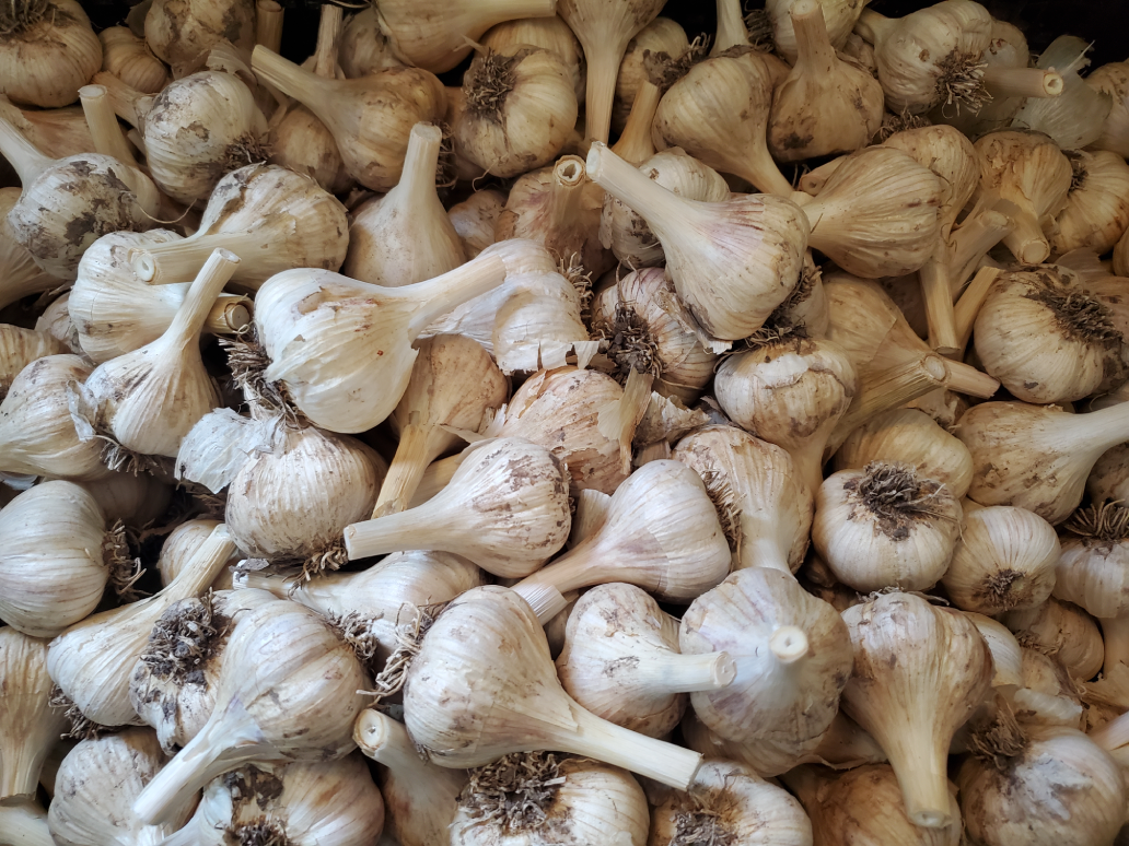 German Extra Hardy - Featured Seed Garlic