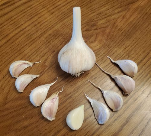 German Extra Hardy - Premium quality Seed Garlic for sale