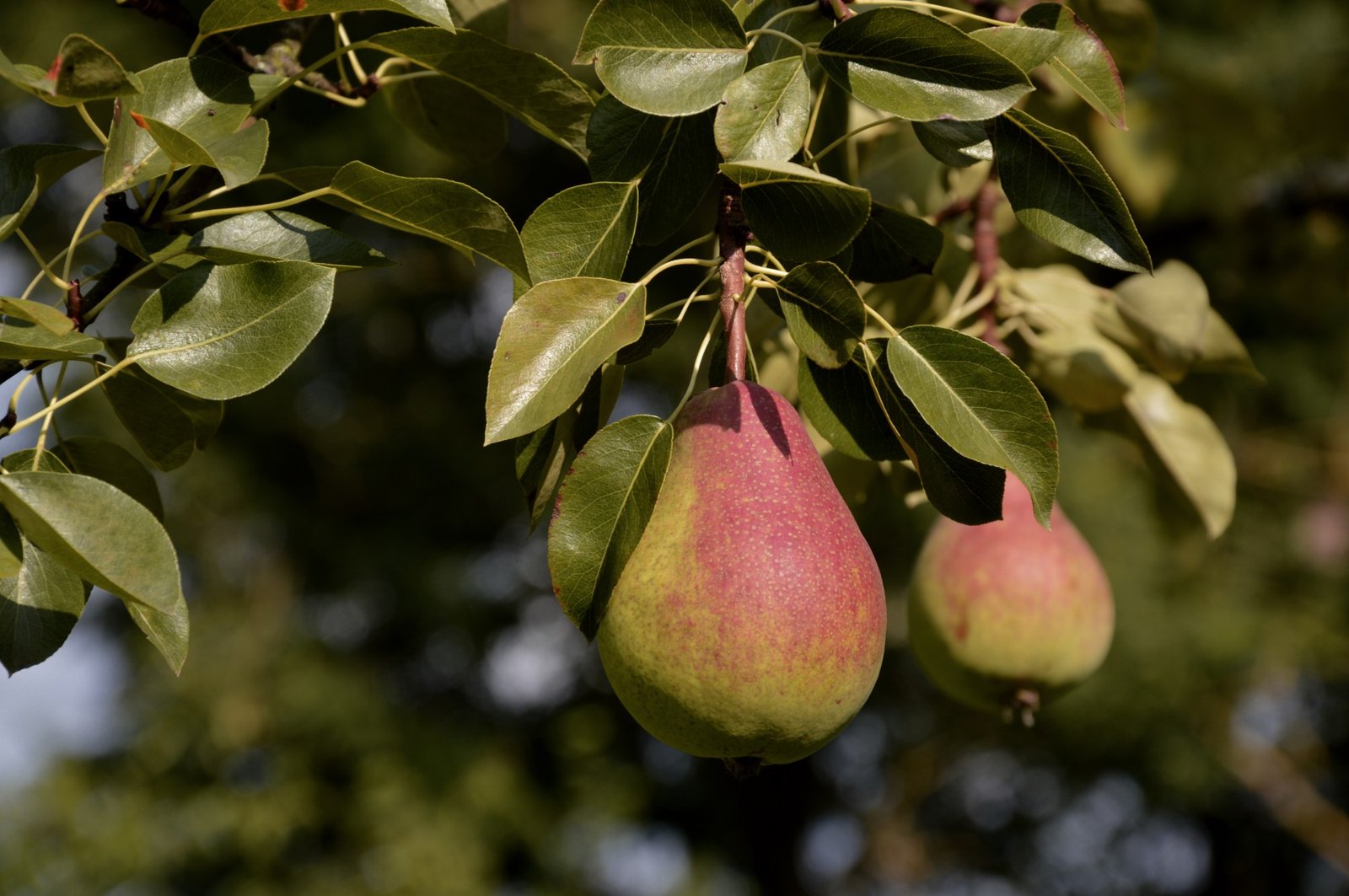 Moonglow Pear - Featured Fruit Trees variety