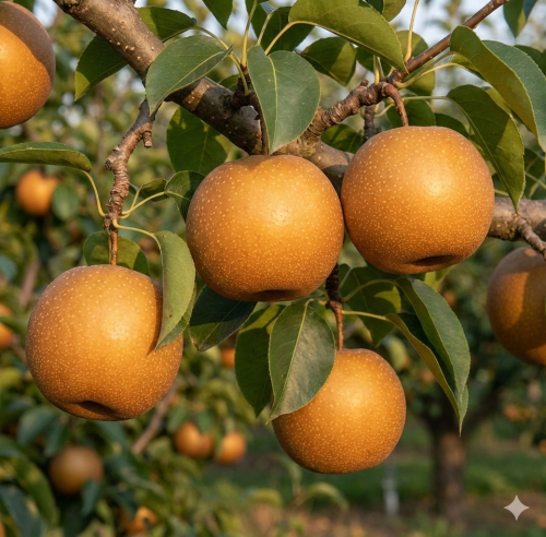 Raja Asian Pear - Premium quality Fruit Trees for sale