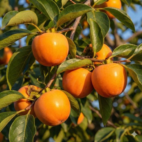 Russian Beauty Persimmon - Premium quality Fruit Trees for sale