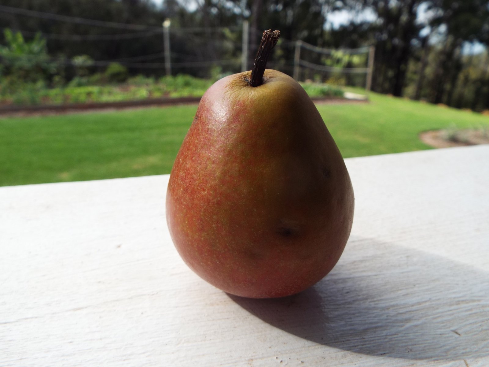 Seckel Pear - Featured Fruit Trees variety